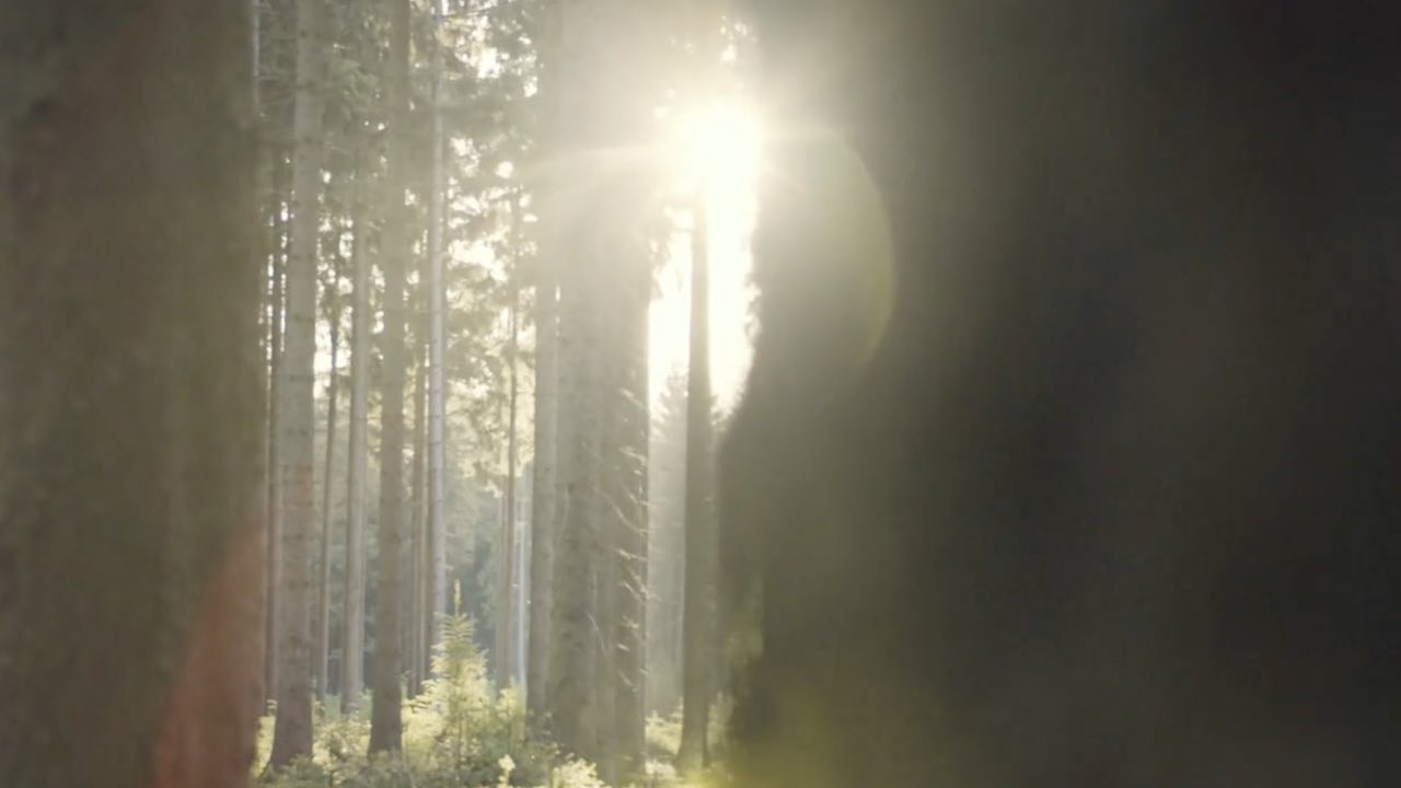 Sonnenlicht fällt durch hohe, schlanke Bäume in einem dichten Wald.